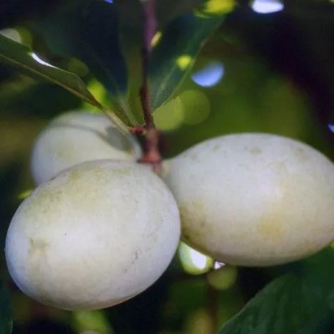 Rappahannock Pawpaw Tree