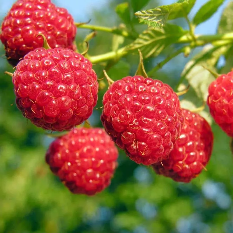 Raspberry (Amity)