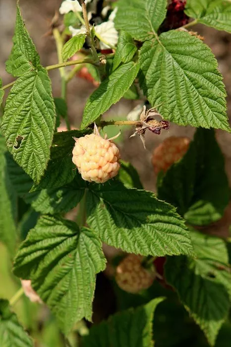 Raspberry - Anne