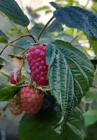 Raspberry (Cascade Delight)