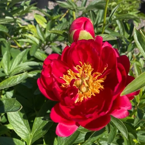 Raspberry Charm Peony – #3 Container