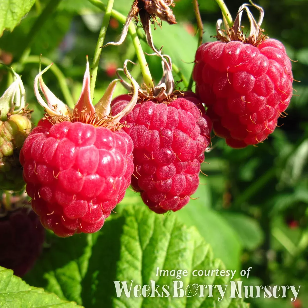 Raspberry Chilcotin SC 1gal