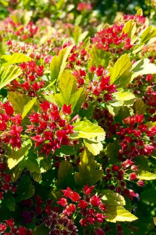 Raspberry Lemonade Ninebark (Physocarpus) - 3 Gallon Pot