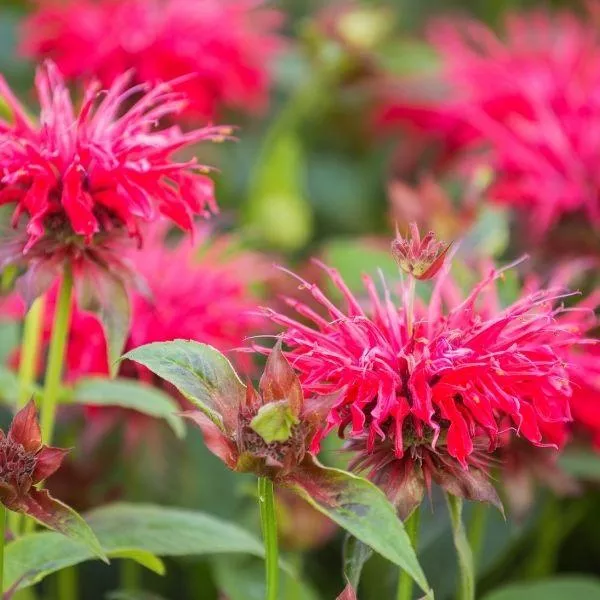 Raspberry Wine Monarda (Bee Balm)