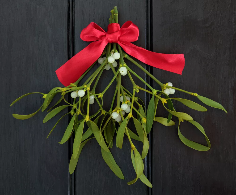 Real Mistletoe