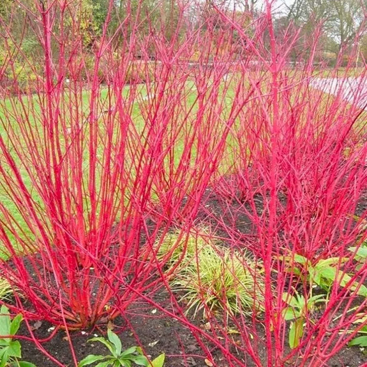 Red Bark Dogwood