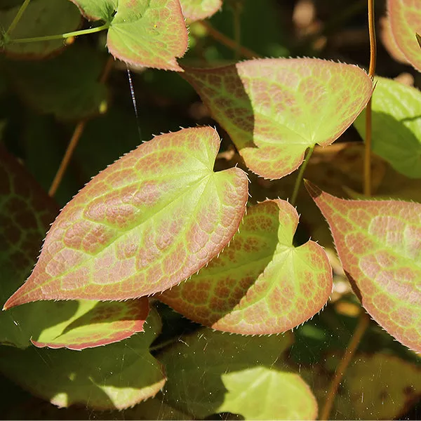Red Barrenwort – #1 Container