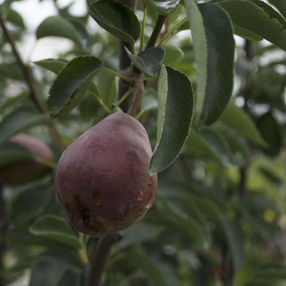 Red Bartlett Pear Semi-Dwarf Tree