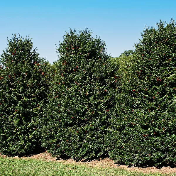 Red Beauty Holly