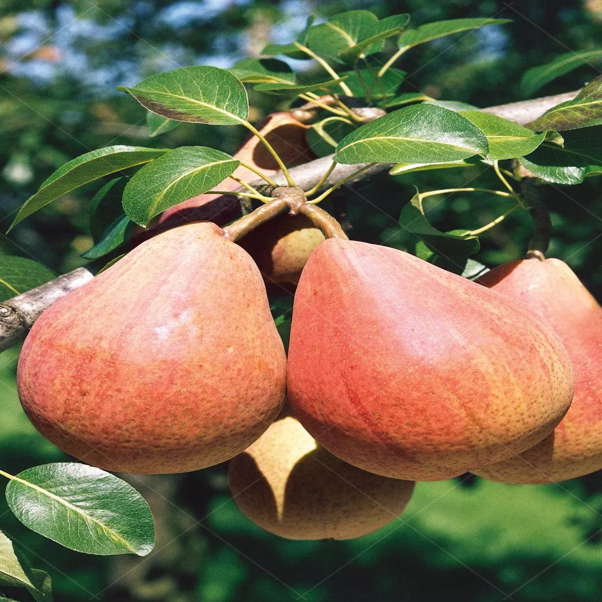 Red Clapp ’s Pear Dwarf Tree