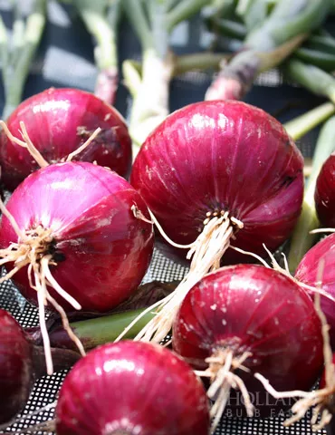 Red Comred Onion Sets