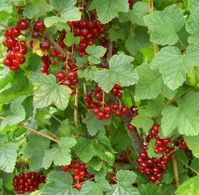Red Currant (Cascade)