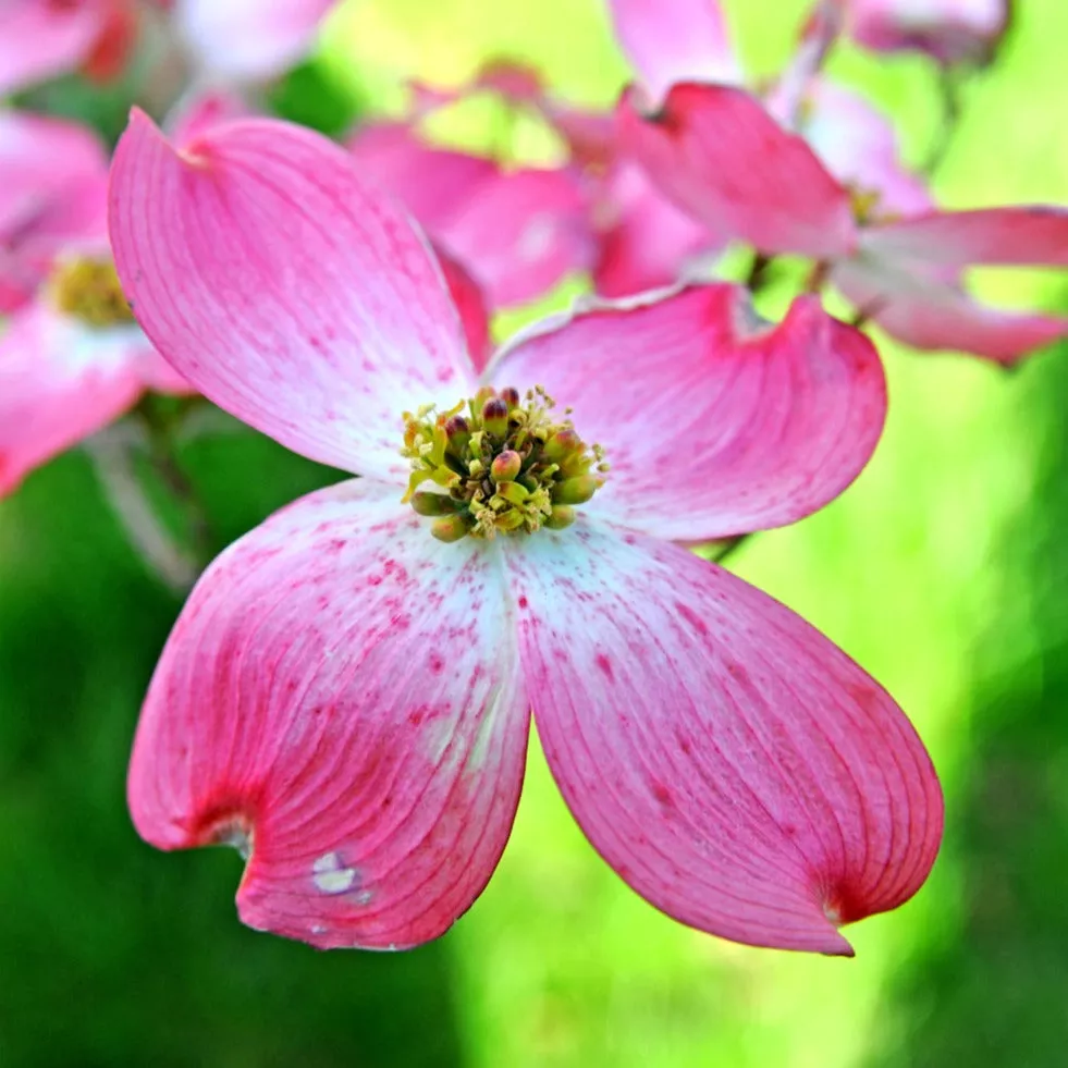 Red Dogwood Tree – 4-5 FT
