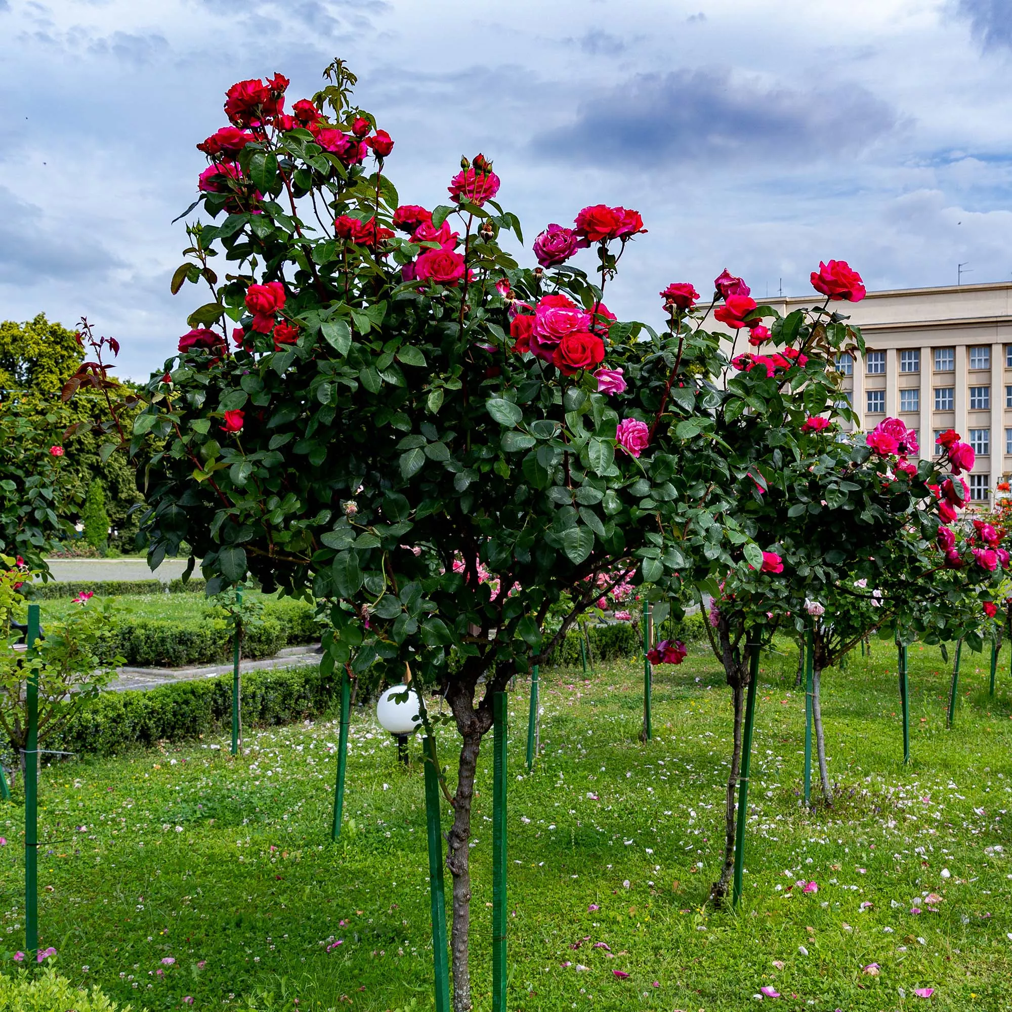 Red Double Knock Out Rose Tree – 3-4 ft