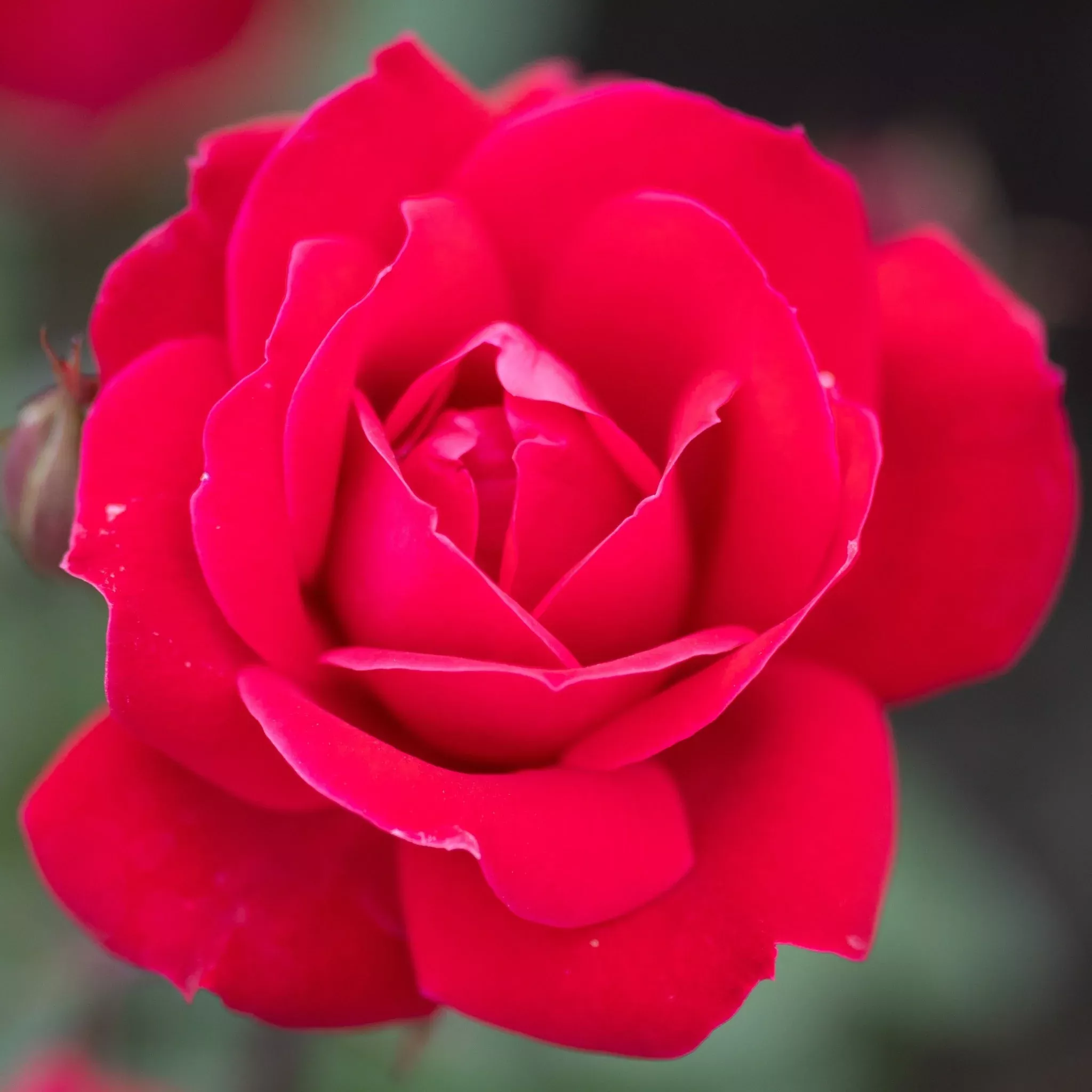 Red Double Knock Out Rose