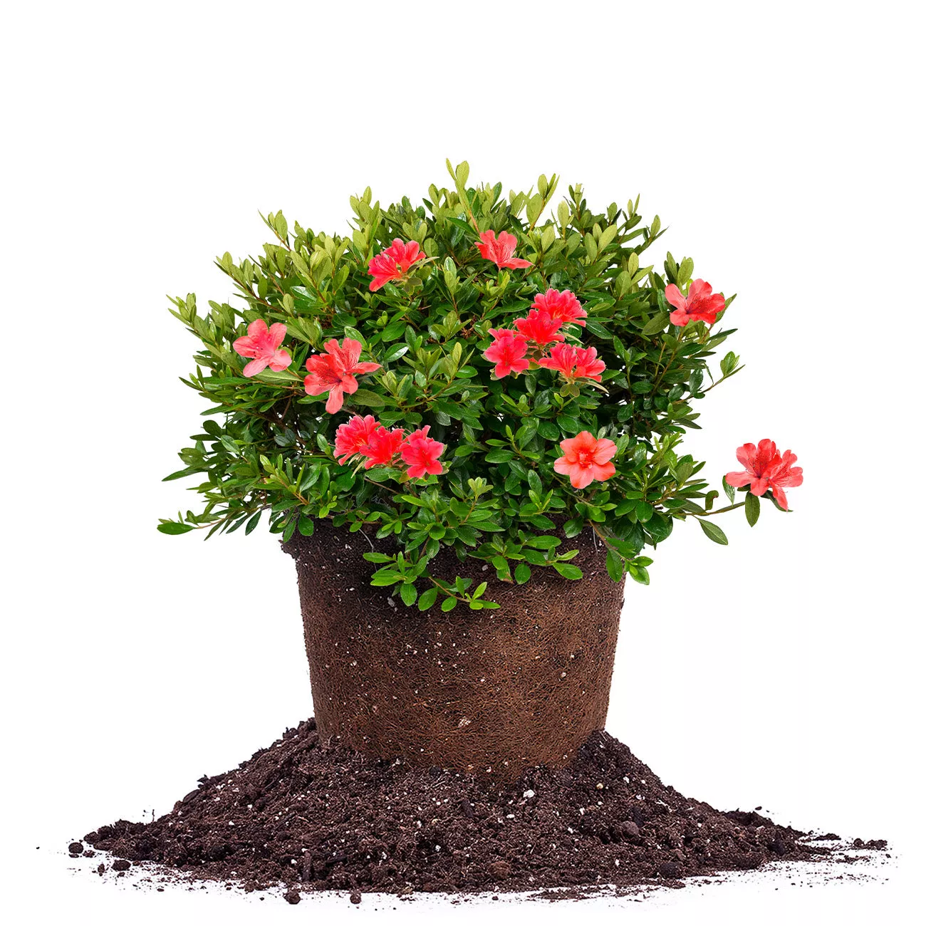 Red Formosa Azalea Shrub – 1 Gallon / Single
