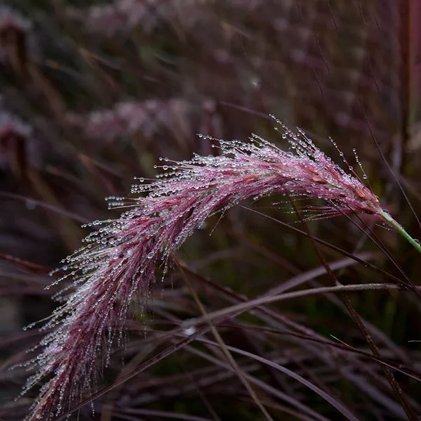 Red Fountain Grass – 1 Gallon