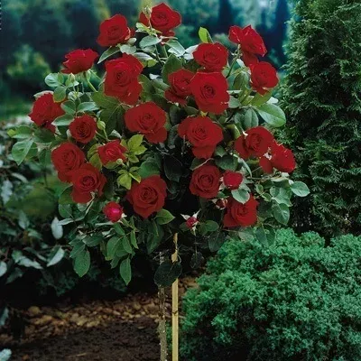Red Knock Out Rose – Tree Form