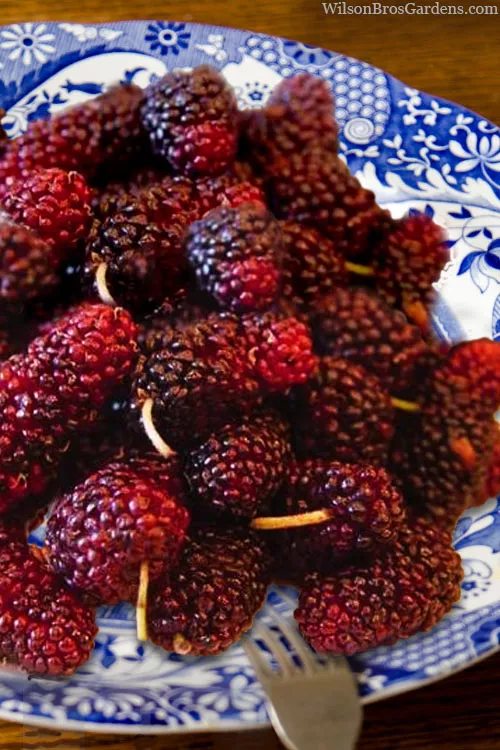 Red Mulberry Tree (Morus rubra) - 5 Gallon Pot