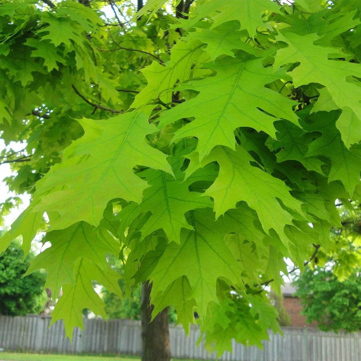 Red Oak#15 Container