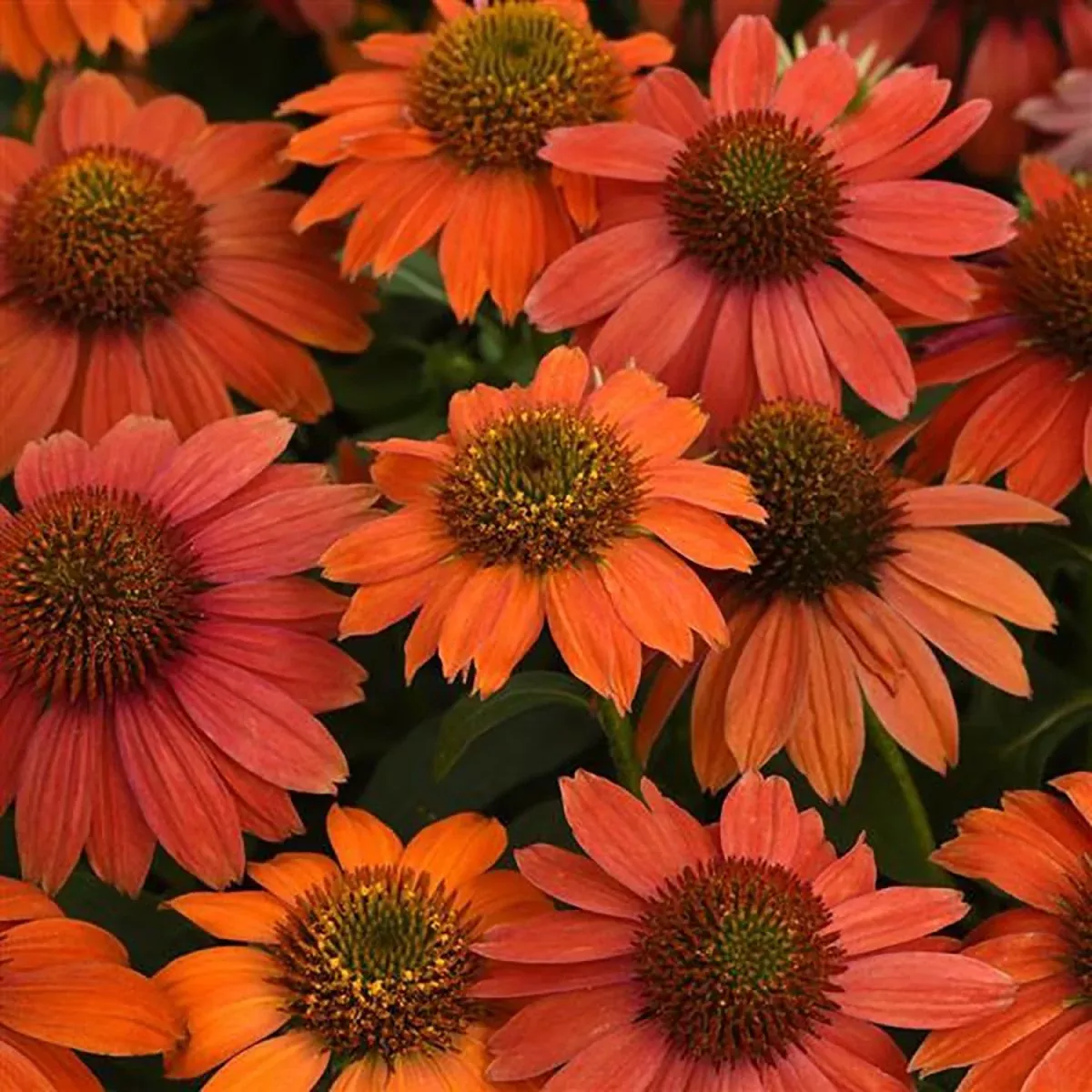 Red Ombre Coneflower
