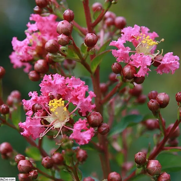 Red-Pink Crape Myrtle – 15 Gallon ( 5 – 6 ft. )