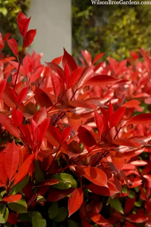 Red Robin Photinia (Red Tip) - 3 Gallon Pot