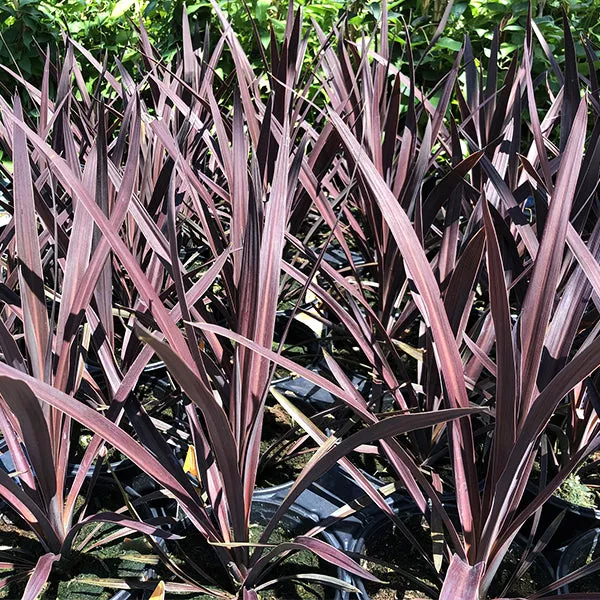 Red Sensation Cordyline – Quart Container