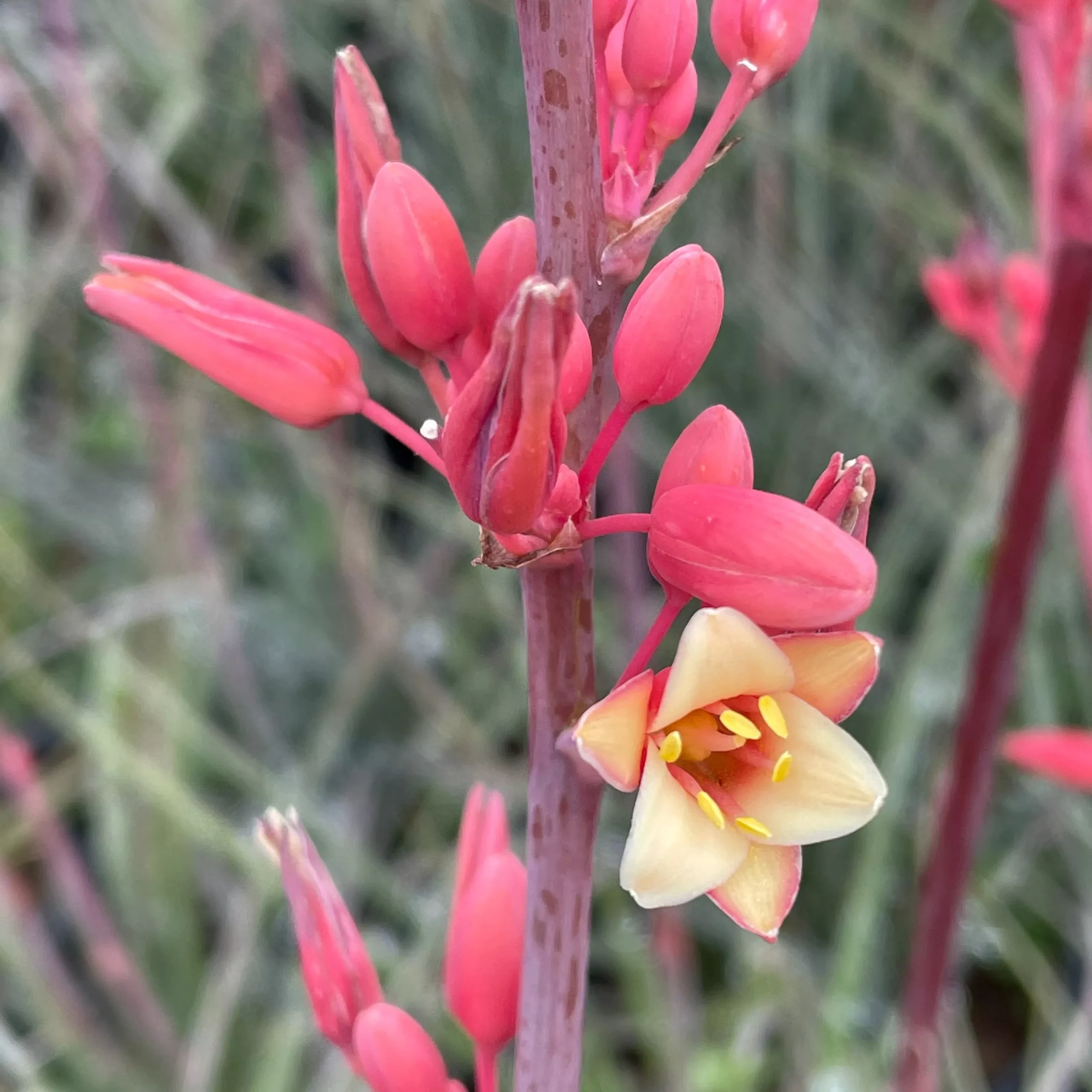 Red Yucca – 1 Gallon