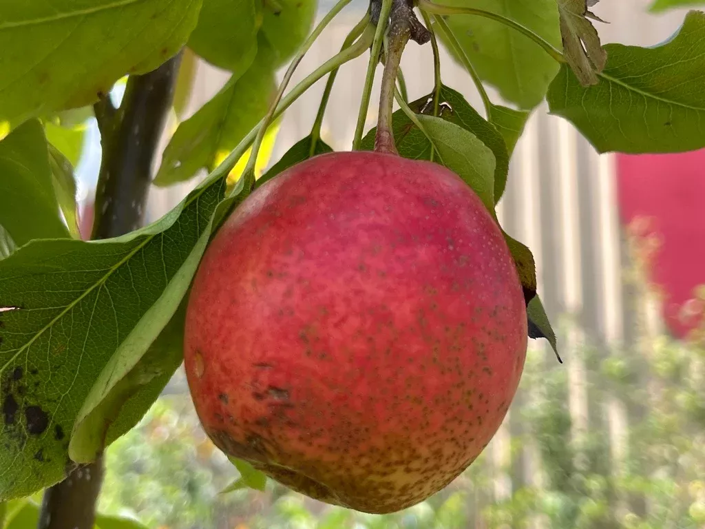 Reddy Robin Pear Tree