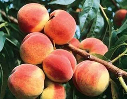Redskin Peach Tree 4-5′
