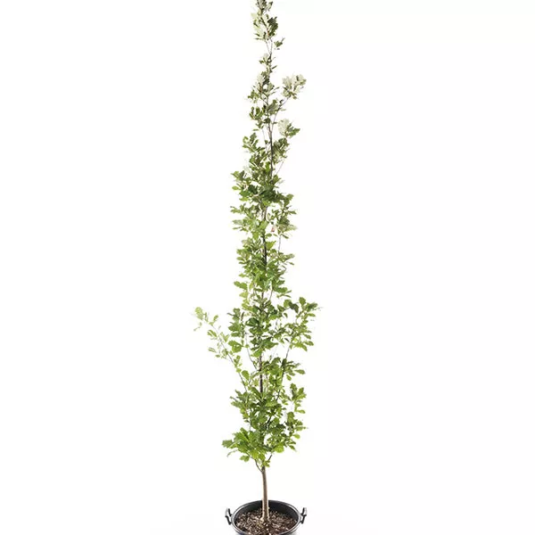 Regal Prince Oak Tree – #15 Container 7-8 Feet