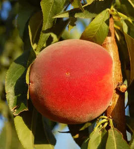 Reliance, Peach (Semi-Dwarf)