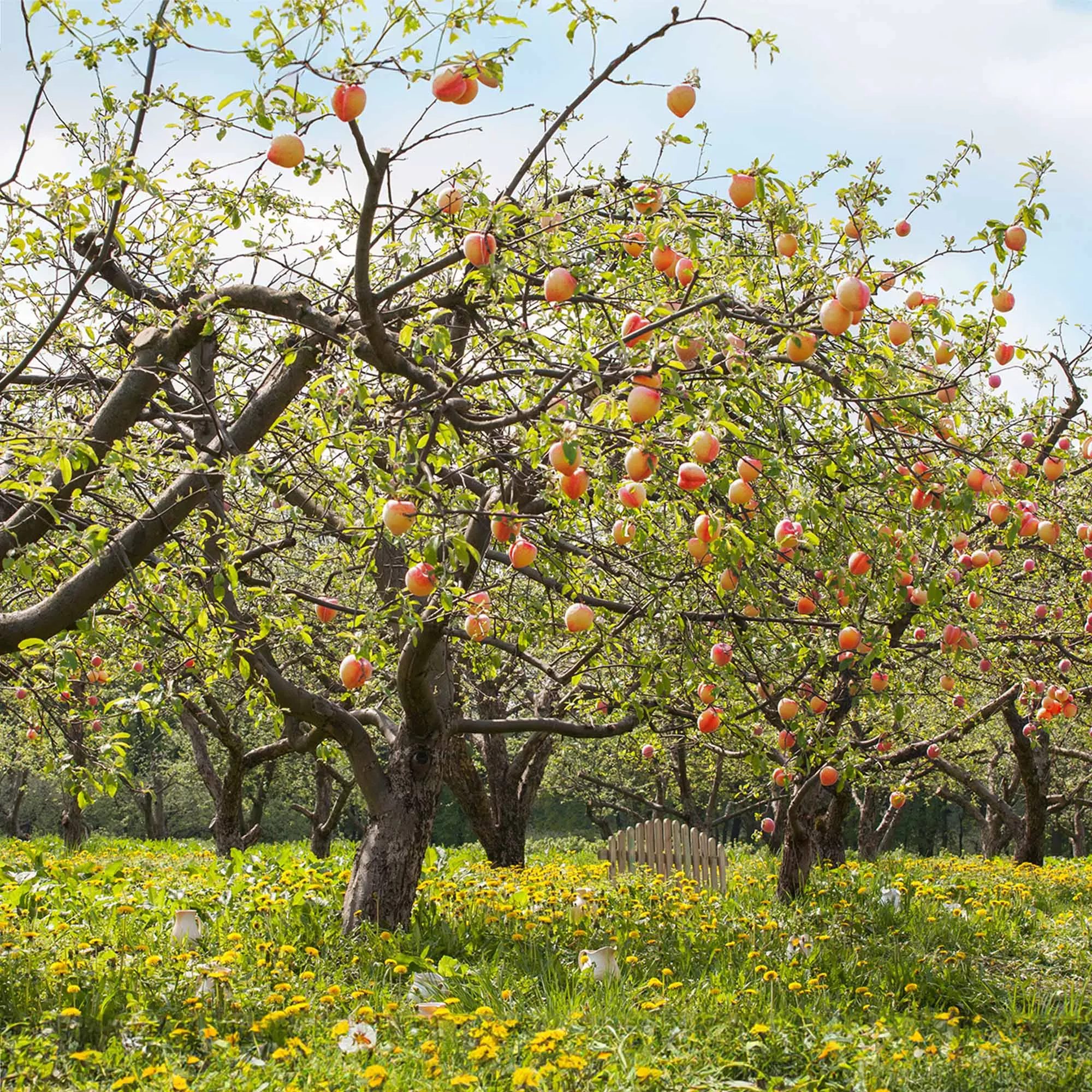 Reliance Peach Tree – 4-5 ft