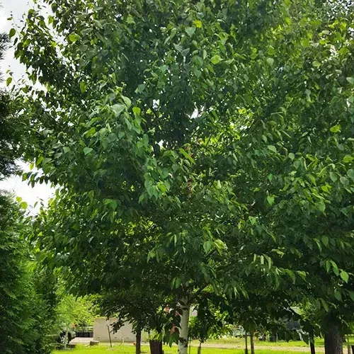 Renaissance Oasis Birch