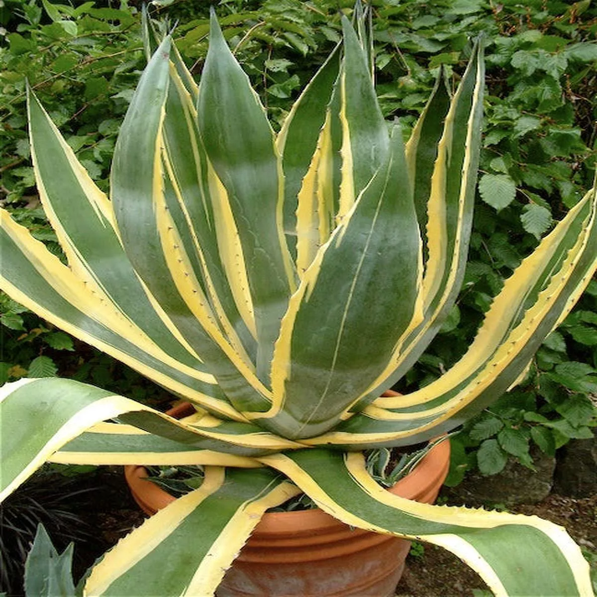 *RETAIL – Agave americana’Variegata ’