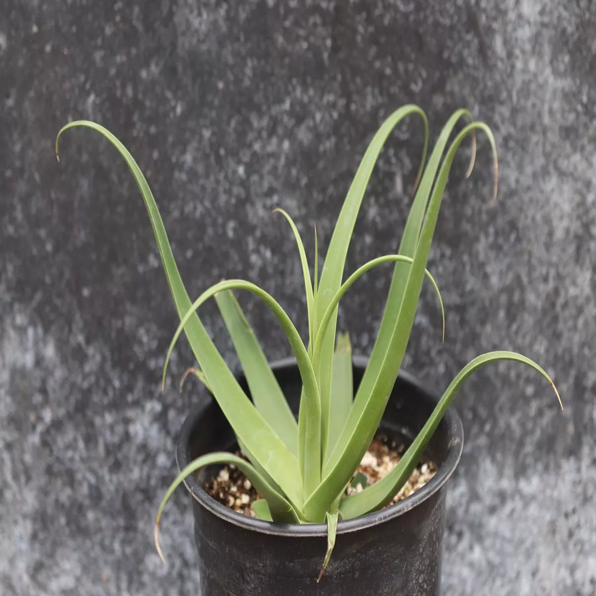 *RETAIL – Agave bracteosa’Calamar ’