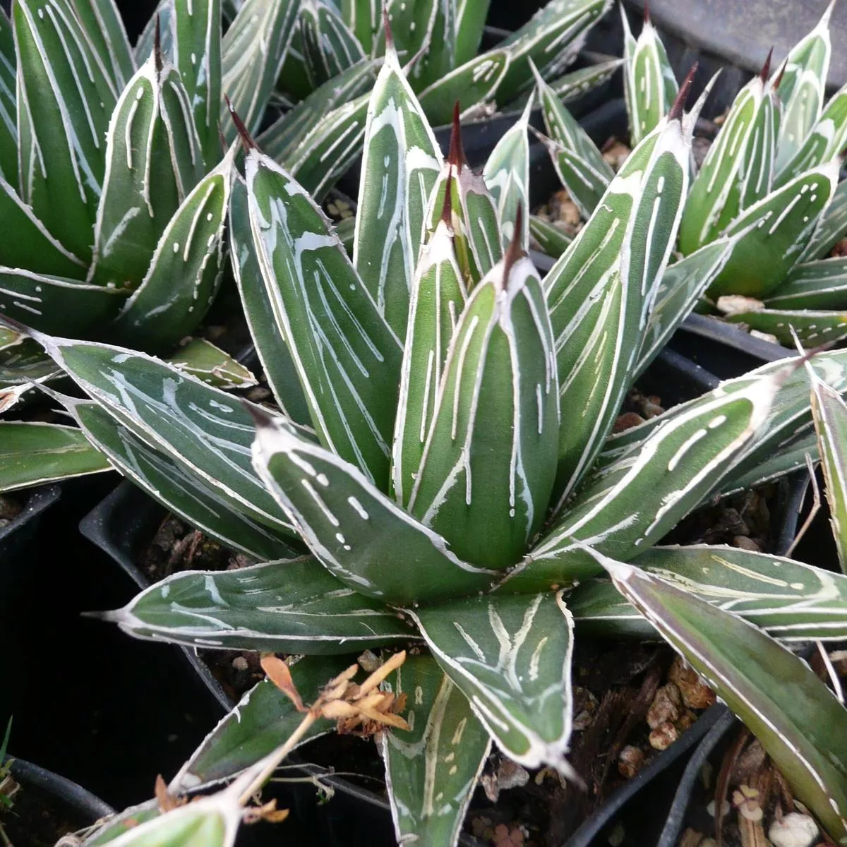*RETAIL – Agave ferdinandi-regis