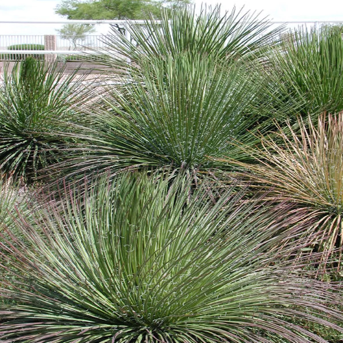 *RETAIL – Agave geminiflora
