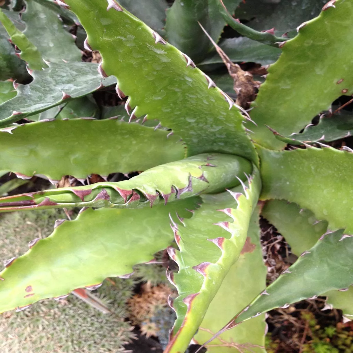 *RETAIL – Agave gentryi’Jaws ’