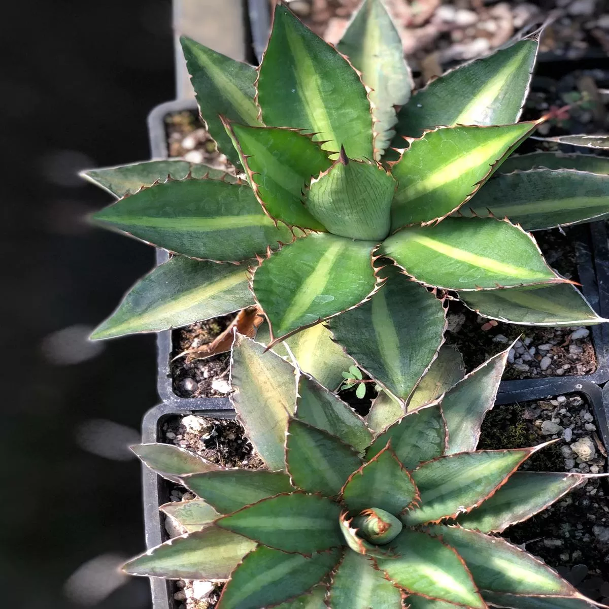 *RETAIL – Agave lophantha’Splendida ’