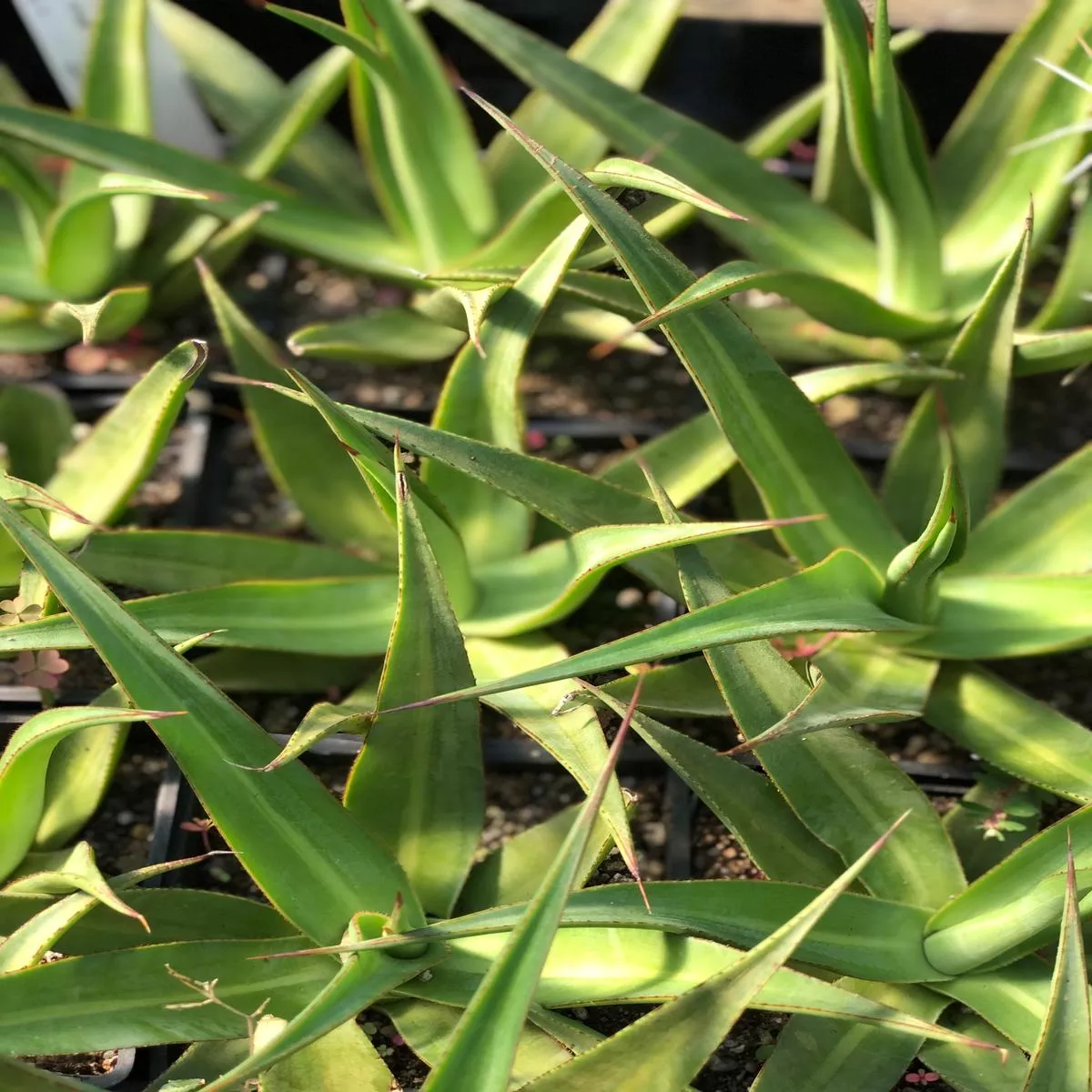 *RETAIL – Agave’Mateo ’