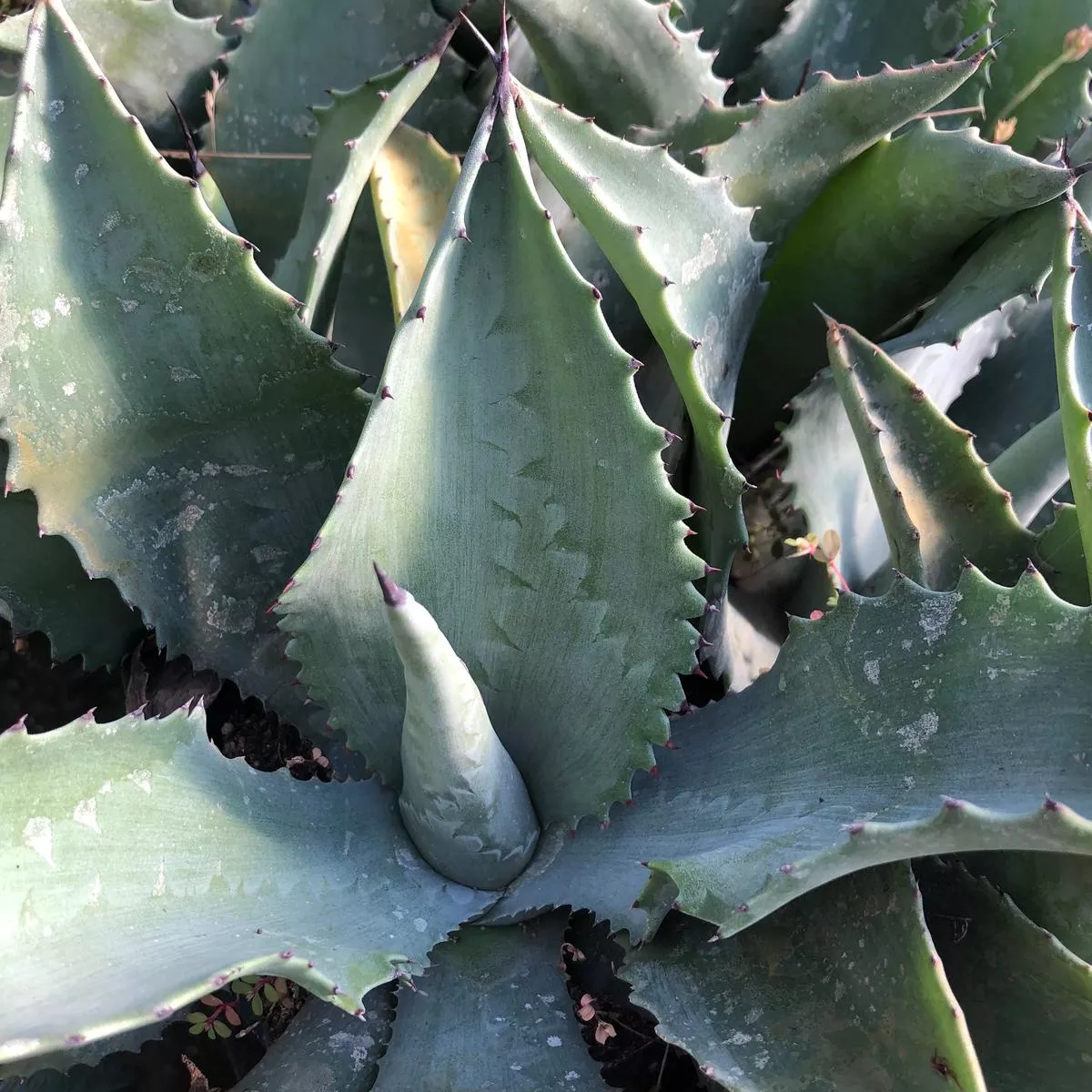 *RETAIL – Agave’Mr Ripple ’
