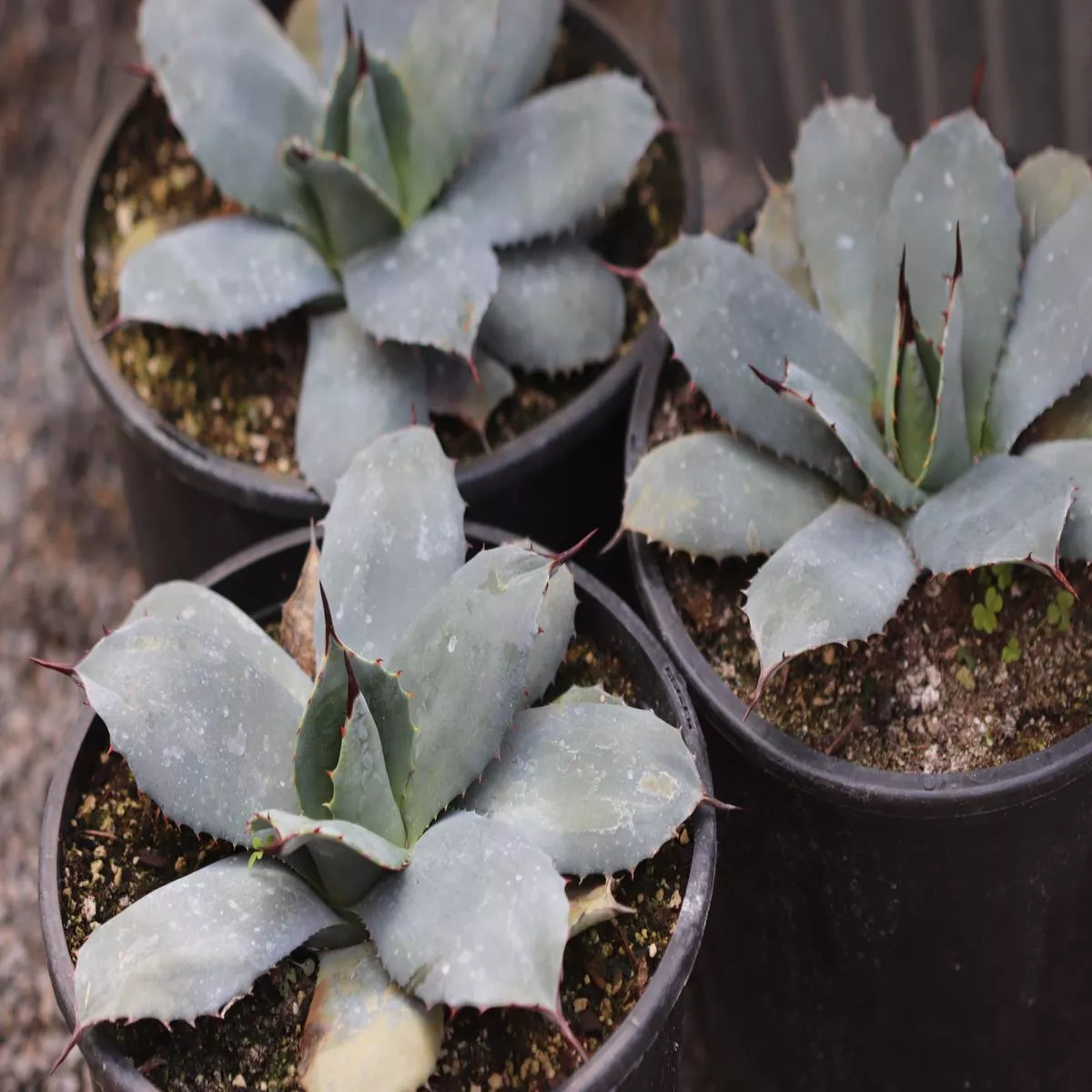 *RETAIL – Agave parryi’J.C. Raulston ’