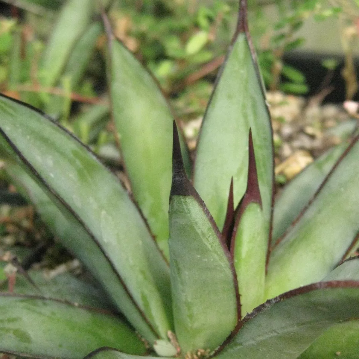 *RETAIL – Agave’Royal Spine ’