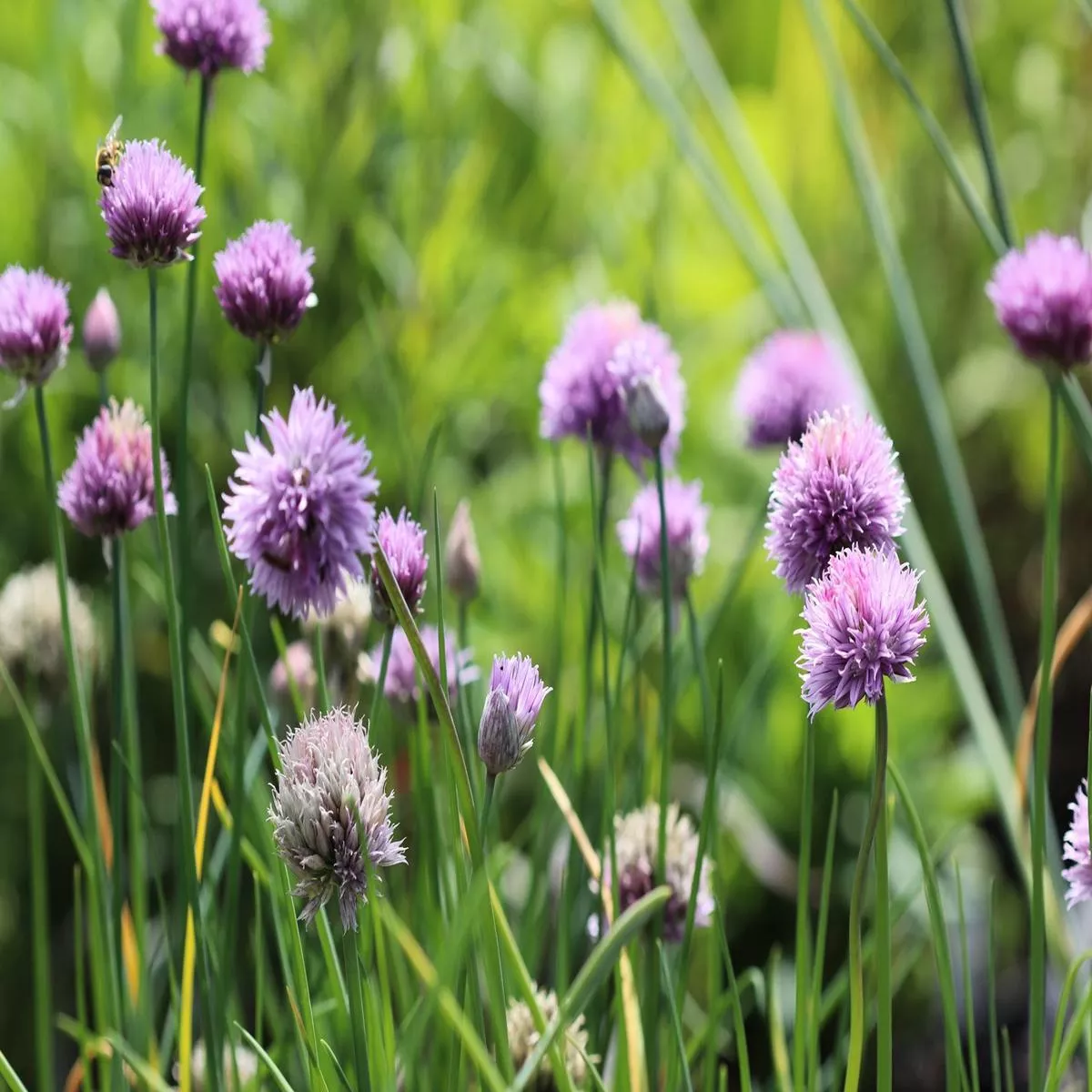 *RETAIL – Allium schoenoprasum