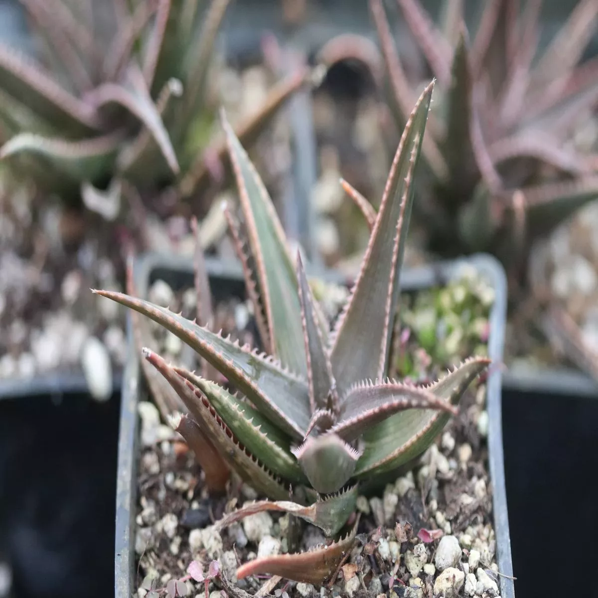 *RETAIL – Aloe’Brass Hat ’