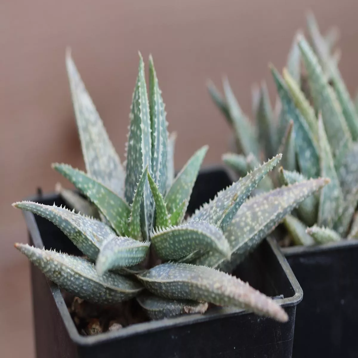 *RETAIL – Aloe’Jimmy ’