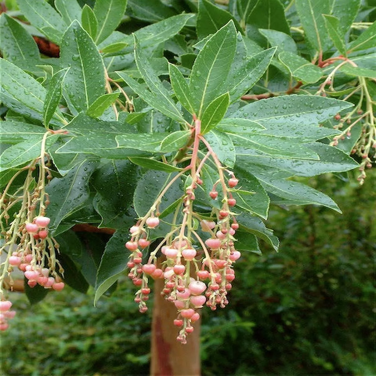 *RETAIL – Arbutus’Marina ’
