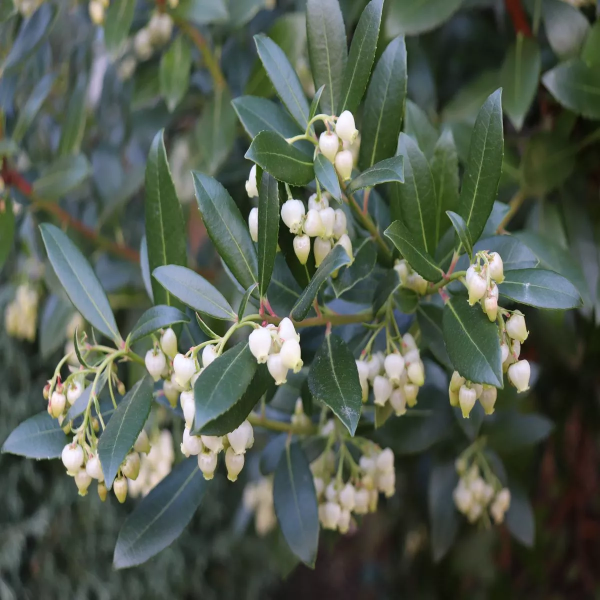 *RETAIL – Arbutus unedo’Compacta ’